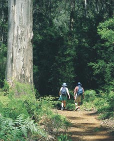 Gloucester Tree - Gold Coast Attractions 0