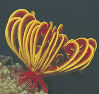 Muiron Islands - Gold Coast Attractions