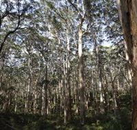 Boranup Karri Forest - Gold Coast Attractions