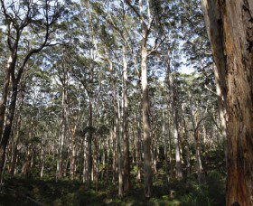 Boranup Karri Forest - Gold Coast Attractions 0