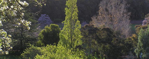 Golden Valley Tree Park - Gold Coast Attractions 3