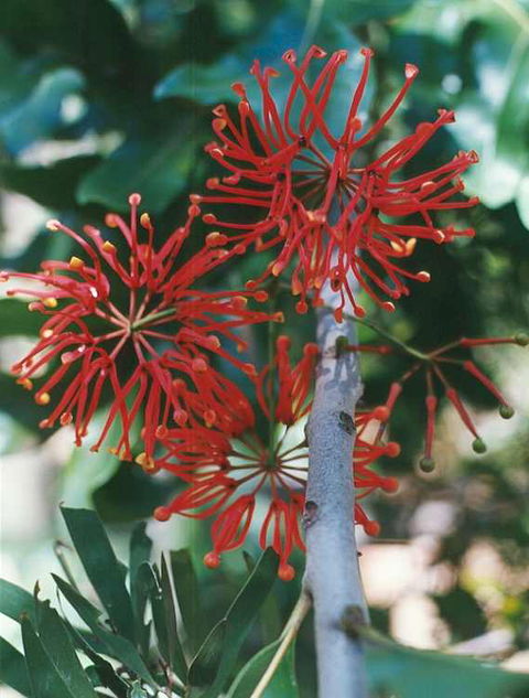 Golden Valley Tree Park - Gold Coast Attractions 4