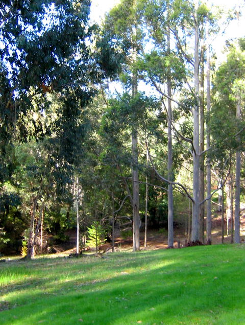 Golden Valley Tree Park - Gold Coast Attractions 6
