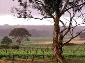 Yangarra Estate Vineyard - Gold Coast Attractions 0