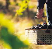 Burge Family Winemakers - Gold Coast Attractions