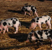 Will's Rare Breeds Farm - Gold Coast Attractions