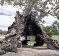 The Herbig Family Tree - Gold Coast Attractions