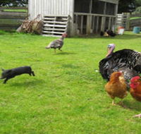 Echo Farm - Gold Coast Attractions
