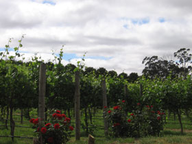 Manyara Vineyard - Gold Coast Attractions 0