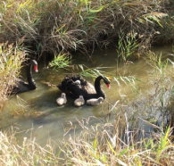 Tamar Island Wetlands Reserve and Interpretation Centre - Gold Coast Attractions