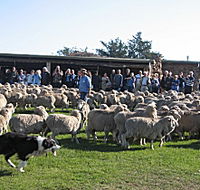 Curringa Farm - Accommodation and Farm Tours - Gold Coast Attractions
