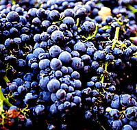 Laurel Bank Vineyard - Gold Coast Attractions