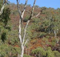 Black Hill Conservation Park - Gold Coast Attractions