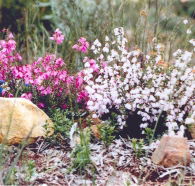 Stokes Bay Bush Garden - Gold Coast Attractions