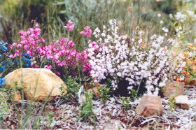 Stokes Bay Bush Garden - Gold Coast Attractions 0