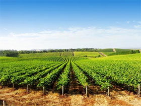 Port Willunga SA Gold Coast Attractions