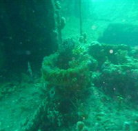 Wallaroo Scuba Club - Gold Coast Attractions