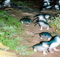 Penneshaw Penguin Centre - Gold Coast Attractions