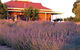 Bella Lavender Estate - thumb 0