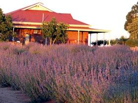 Bella Lavender Estate - Gold Coast Attractions 0