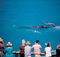 Whale Watching At Head Of Bight - Gold Coast Attractions