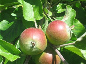 Sage Cooking School - Gold Coast Attractions 0