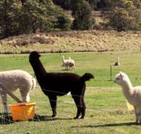 Maydena Country Cabins Accommodation  Alpaca Stud - Gold Coast Attractions