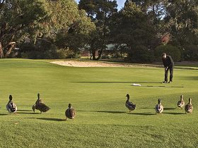 Royal Hobart Golf Club - Gold Coast Attractions 0