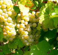 Winstead Vineyard - Gold Coast Attractions