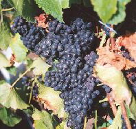 Darlington Vineyard - Gold Coast Attractions