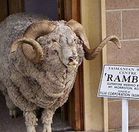Tasmanian Wool Centre - Gold Coast Attractions