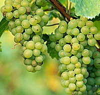 TP Vineyards - Gold Coast Attractions