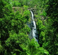 Kondalilla National Park - Gold Coast Attractions