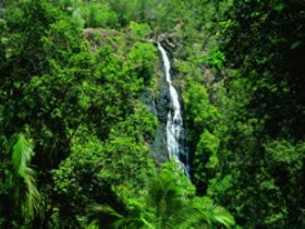 Kondalilla National Park - Gold Coast Attractions 0