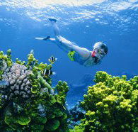 The Whale Dive Site - Gold Coast Attractions