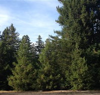 Pialligo Redwood Forest - Gold Coast Attractions
