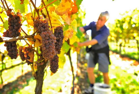 Native Point Wines - Gold Coast Attractions 0