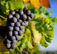 Panorama Vineyard - Gold Coast Attractions