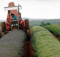 Bridestowe Lavender Farm - Gold Coast Attractions