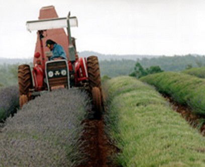 Bridestowe Lavender Farm - Gold Coast Attractions 0