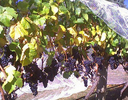 Palmara Vineyard - Gold Coast Attractions 0