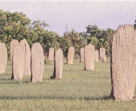Magnetic Termite Mounds - Gold Coast Attractions 0