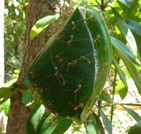 Greenant Creek Walk - Gold Coast Attractions