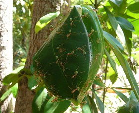 Greenant Creek Walk - Gold Coast Attractions 0