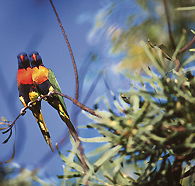 Wangi Falls Walk - Gold Coast Attractions