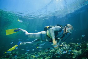 Kirra Reef Dive Site - Gold Coast Attractions 0