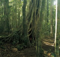 Lamington National Park Binna Burra Section - Gold Coast Attractions