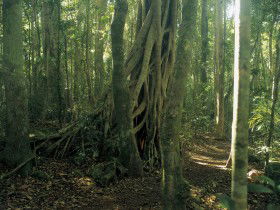 Lamington National Park, Binna Burra Section - Gold Coast Attractions 0