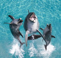 Sea World - Gold Coast Attractions