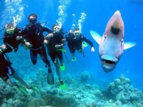 Magic Mountain Dive Site - Gold Coast Attractions 0
